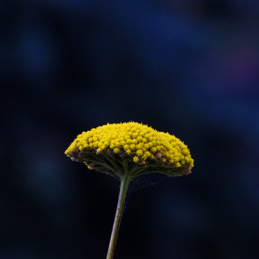 7 tips for surviving seasonal allergies
