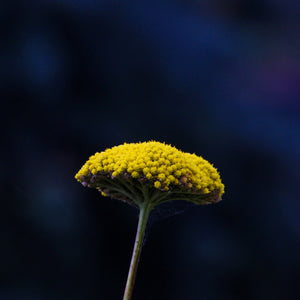 7 tips for surviving seasonal allergies